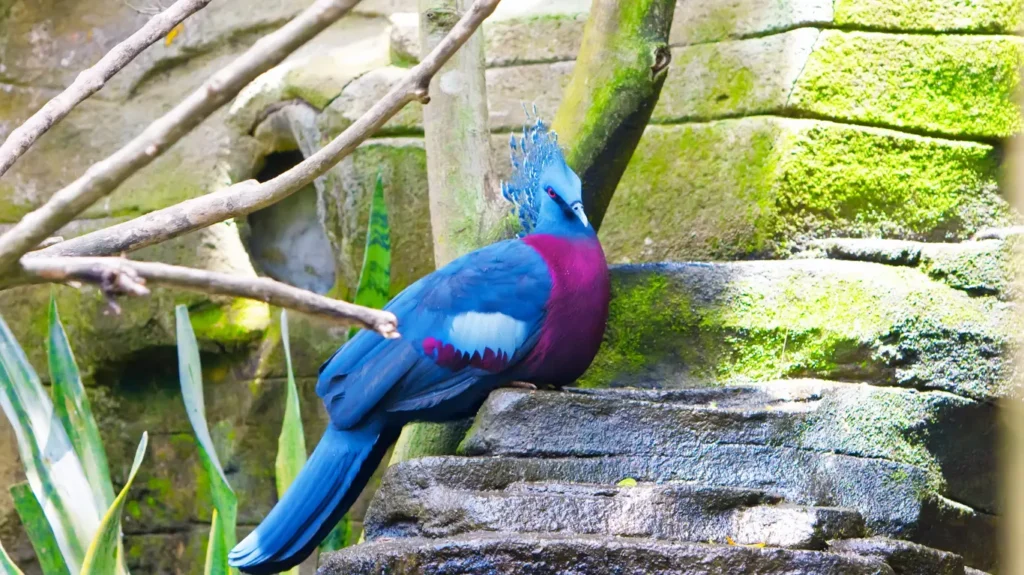 Victoria Crowned Pigeon with blue-gray plumage and crown of feathers