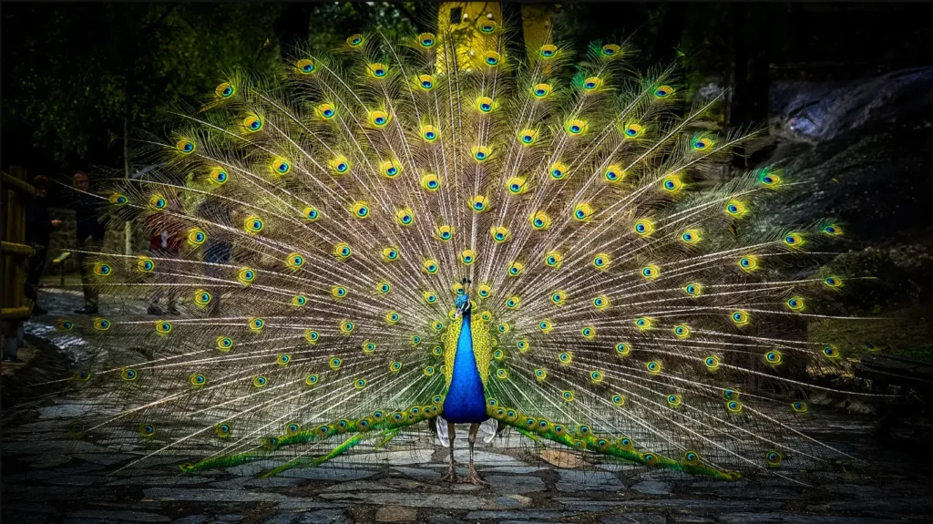 beautifu birds:; The Indian Peafowl, displaying its magnificent plumage.