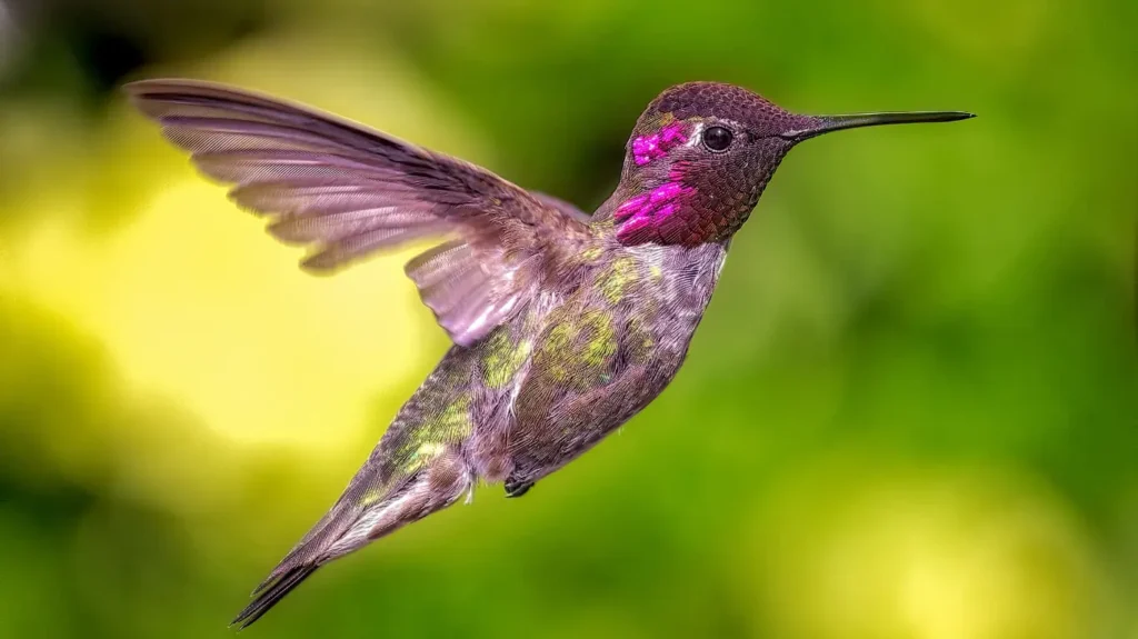 Anna’s Hummingbird with iridescent feathers.