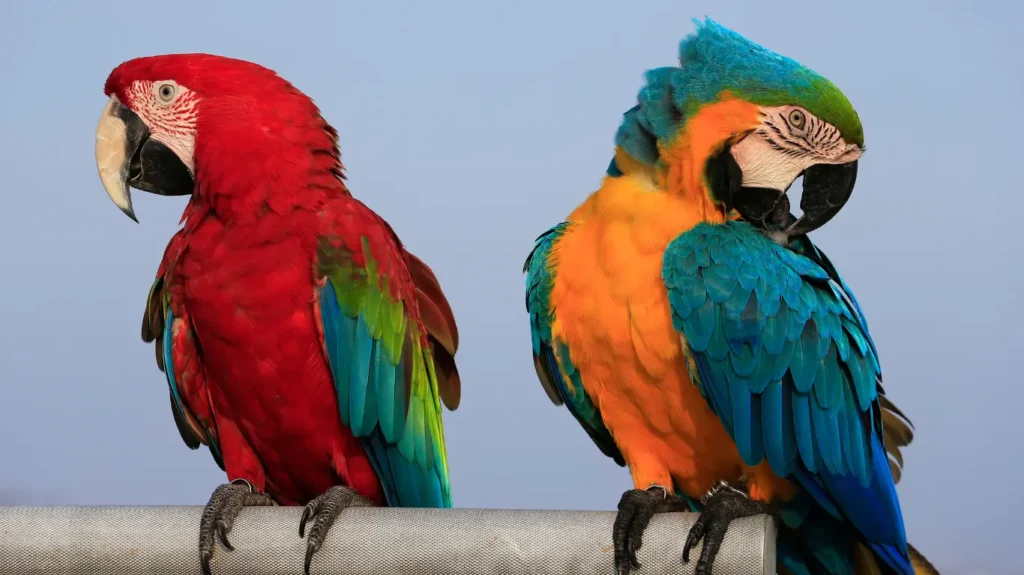  Scarlet Macaw with red, blue, and yellow feathers. Beautiful Birds