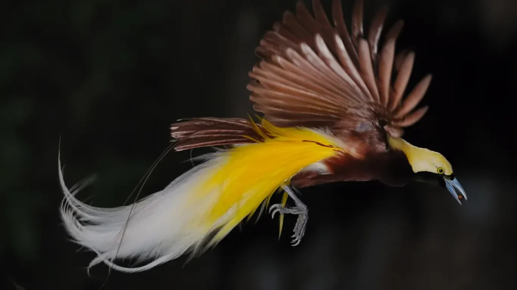  Wilson’s Bird-of-Paradise with vibrant yellow and white plumage.
