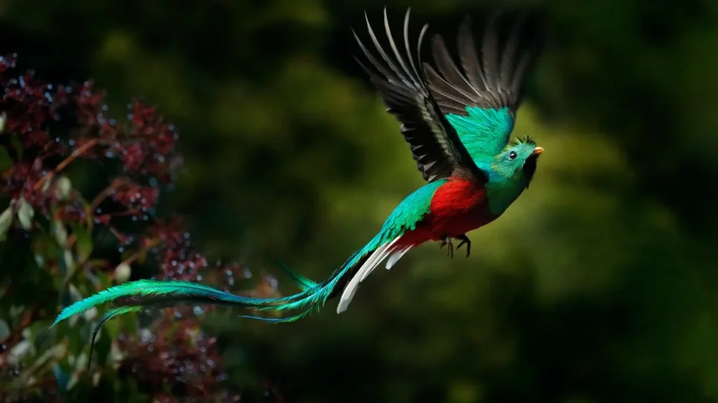 Resplendent Quetzal with emerald green and red feathers. Beautiful Birds