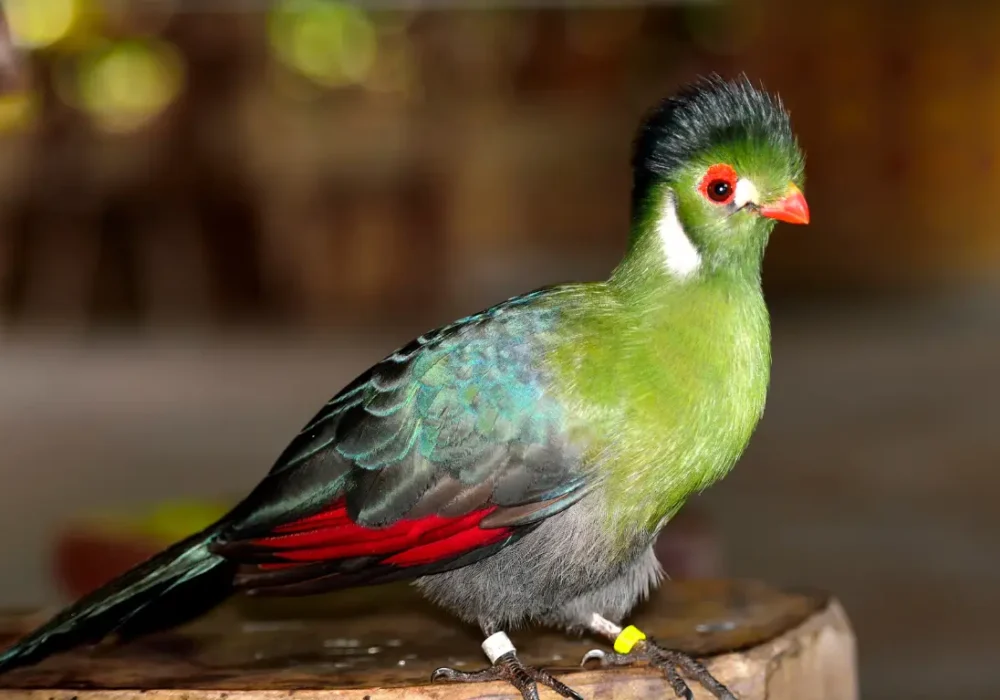 25 World’s Most Beautiful Birds That Will Leave You Spellbound