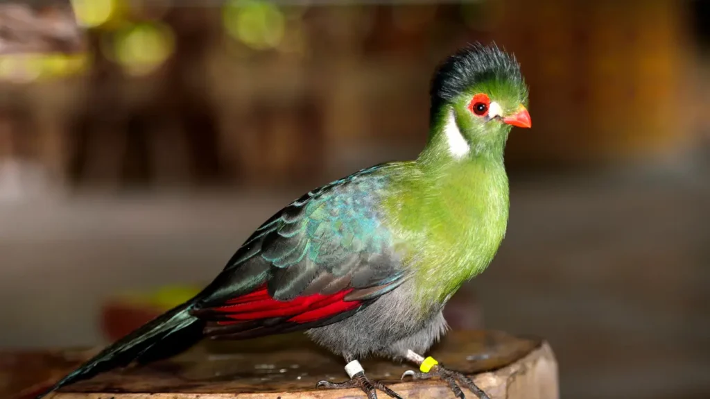  Knysna Turaco with vibrant green body and red wing feathers :beautiful bird