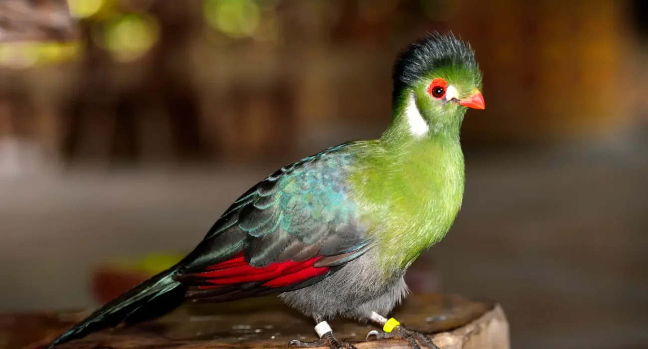 20 World’s Most Beautiful Birds That Will Leave You Spellbound