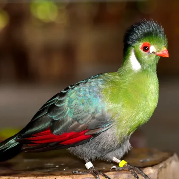 25 World’s Most Beautiful Birds That Will Leave You Spellbound