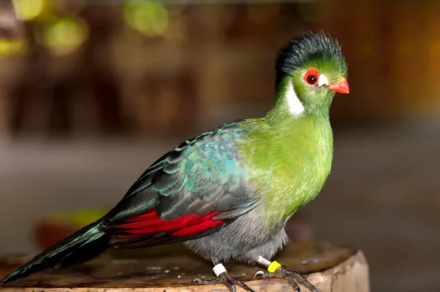 20 World’s Most Beautiful Birds That Will Leave You Spellbound