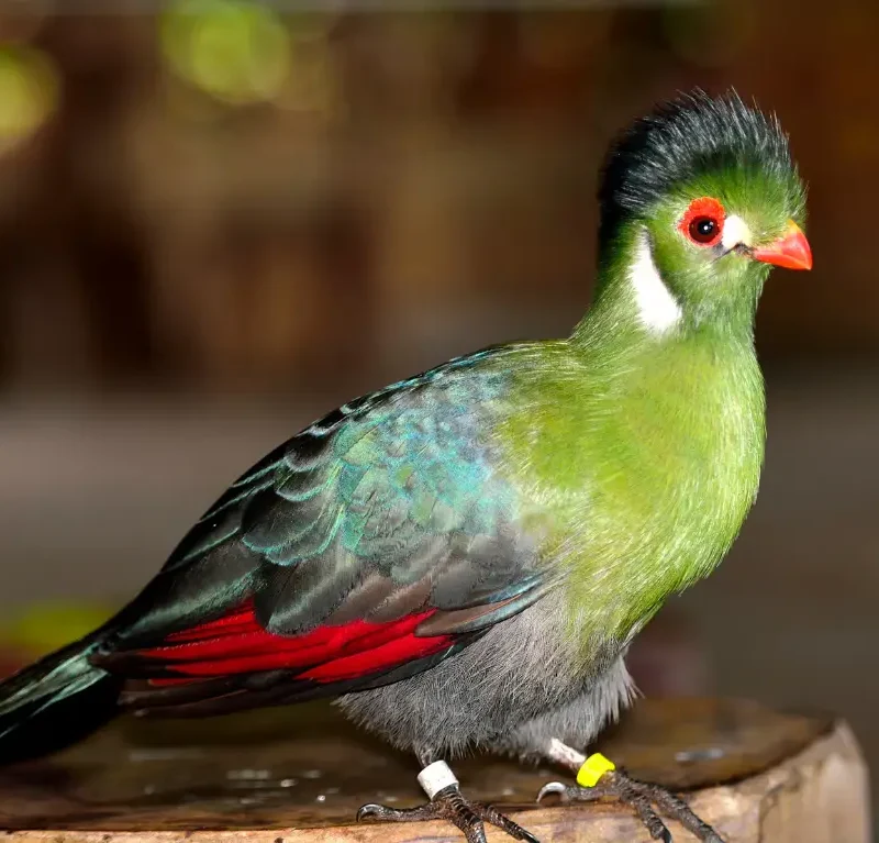 25 World’s Most Beautiful Birds That Will Leave You Spellbound