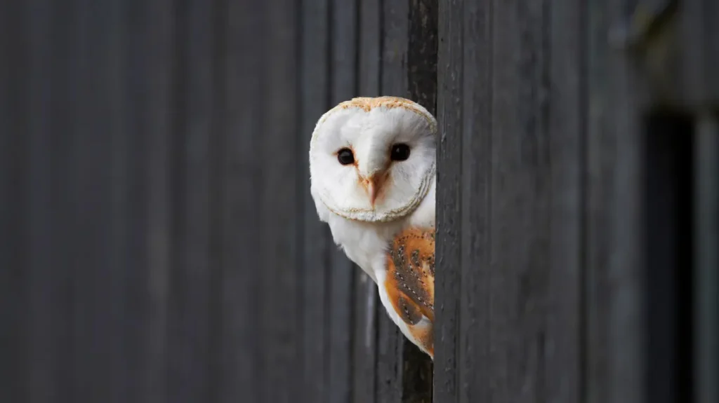 Barn Owl peeking from behind a dark background.