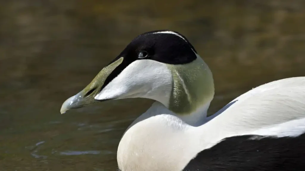 common eider swimming in blue waters: most beautiful ducks and Arctic animals