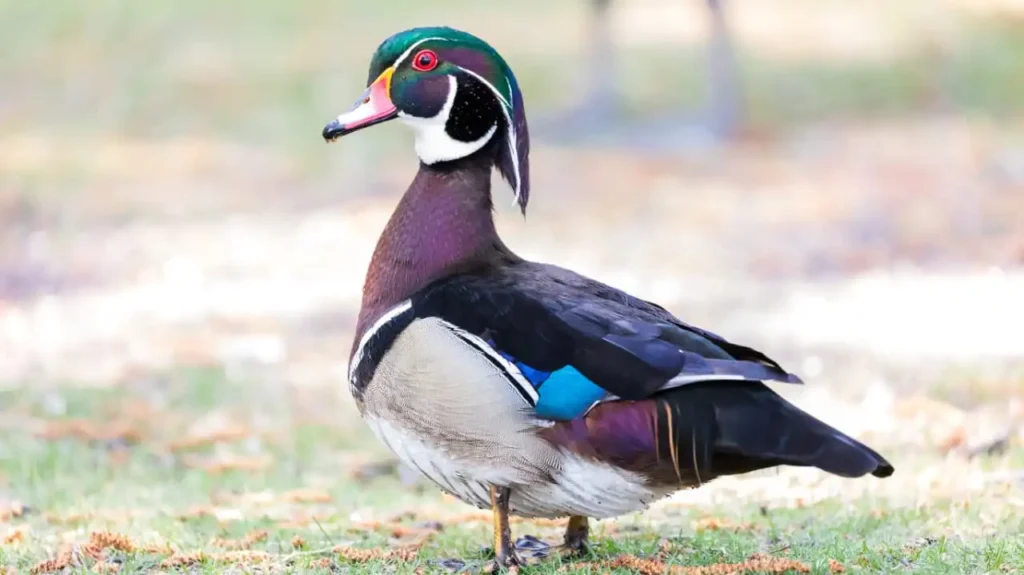 Wood Duck with vibrant plumage