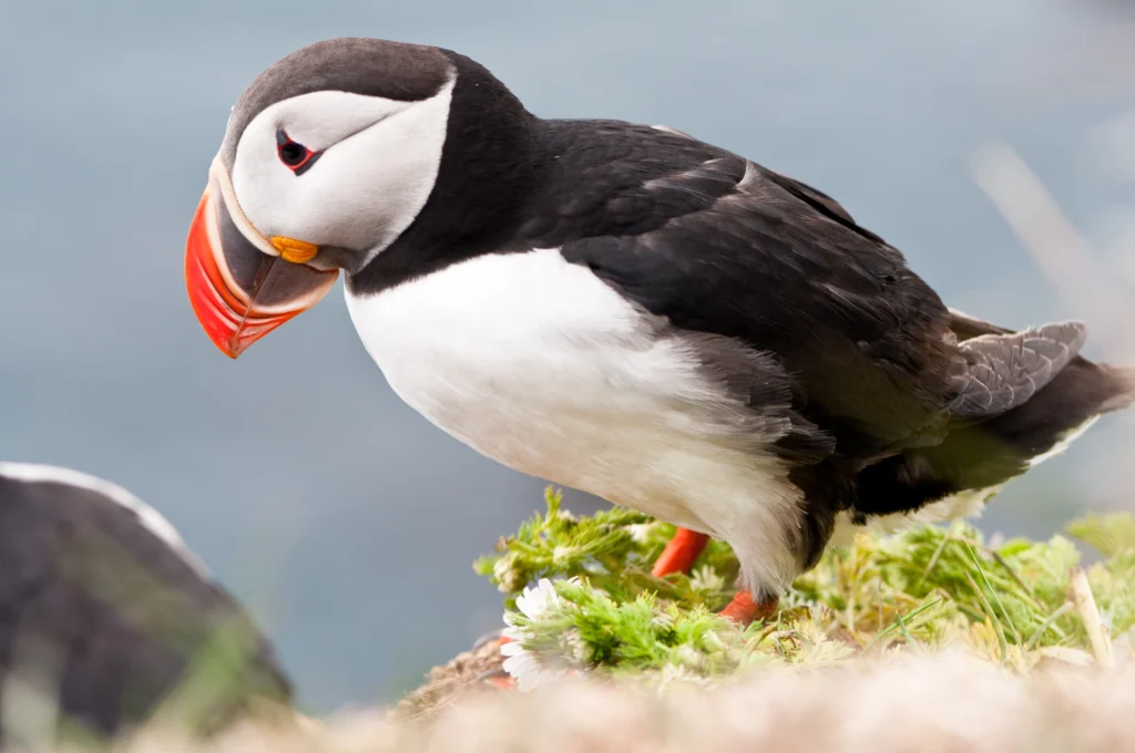 Atlantic Puffin with colorful beak and black-and-white plumage. Beautiful Birds