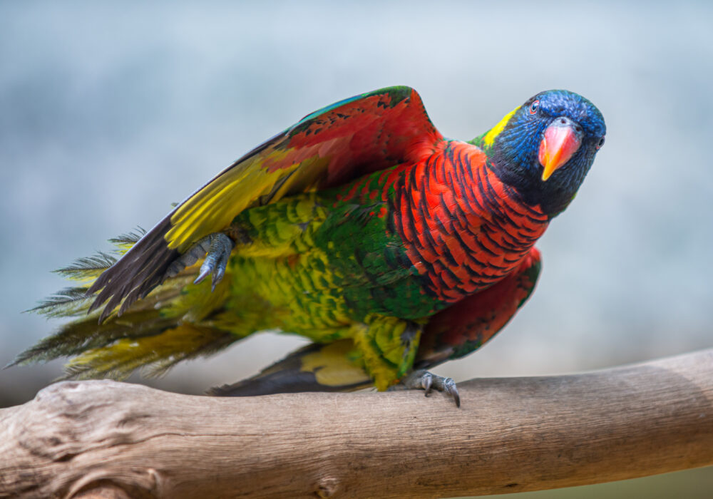 11 of the Most Beautiful Parrots in the World 