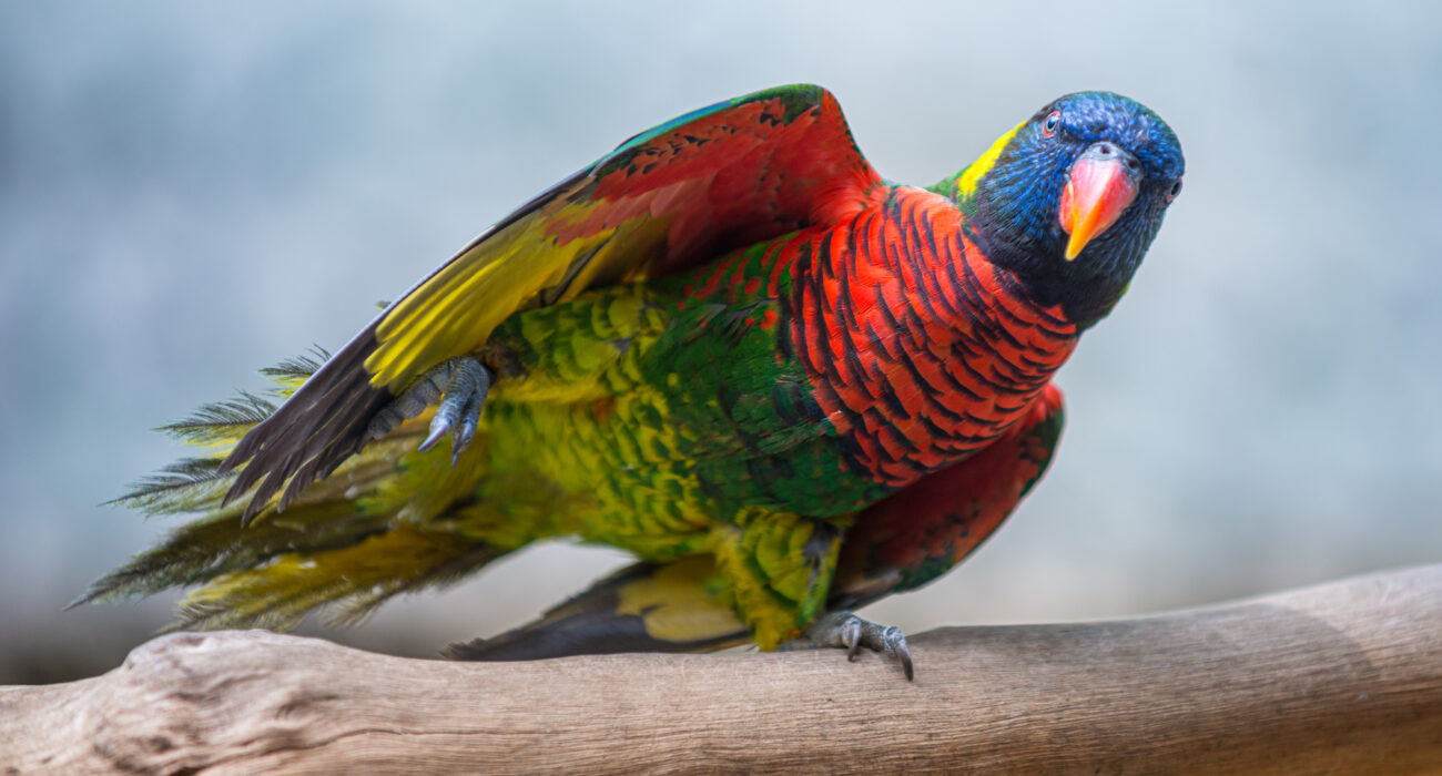 11 of the Most Beautiful Parrots in the World 