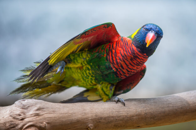 11 of the Most Beautiful Parrots in the World 