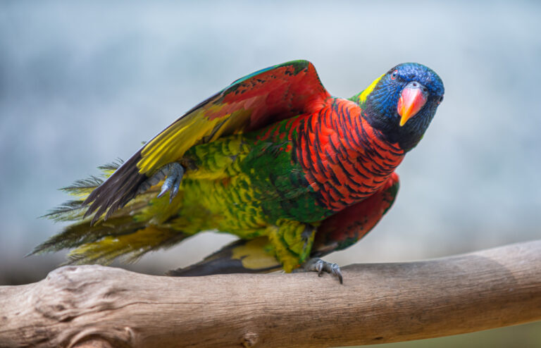 coconut lorikeet bird close up trichoglossus haem 2023 11 27 05 16 14 utc scaled
