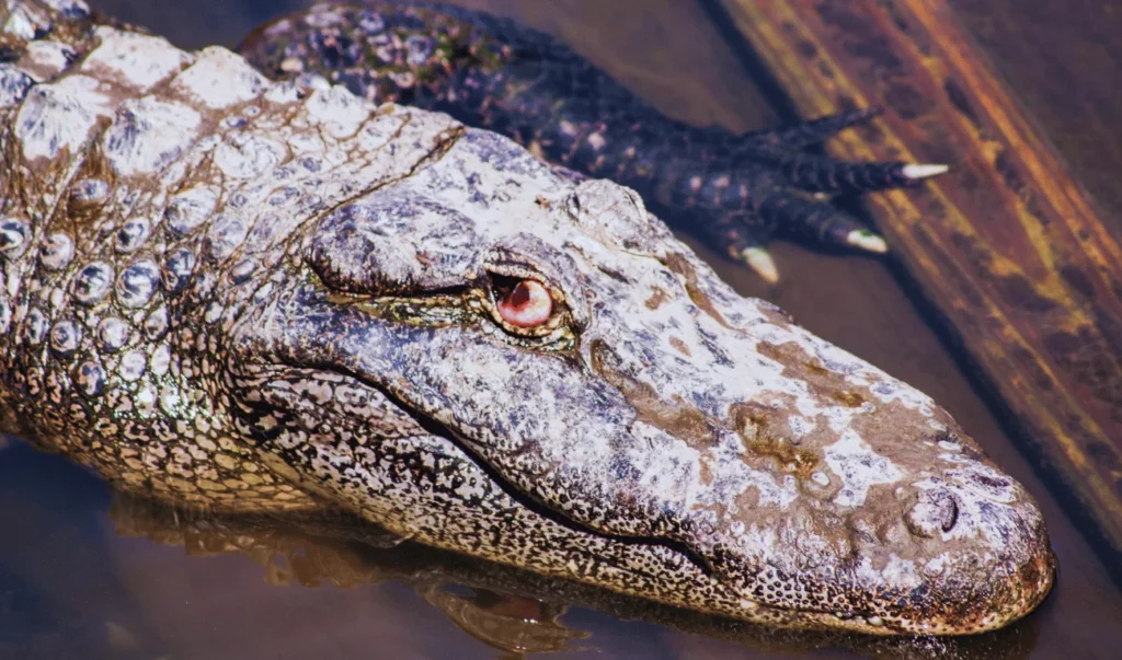 Thousands of alligators and crocodiles