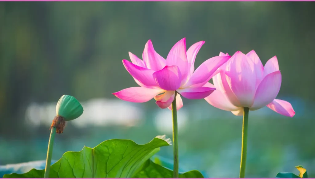 Two pink lotus flowers in full bloom with green leaves and a seed pod.
Most Beautiful flowers