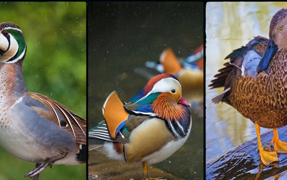 10 of the Most Beautiful Ducks