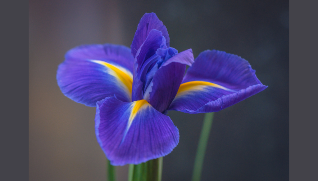 a close up of a purple iris flower