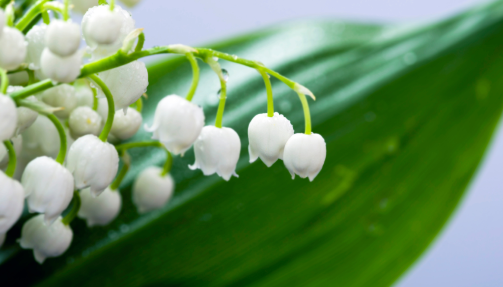 lily of the valley flowers on a green leaf