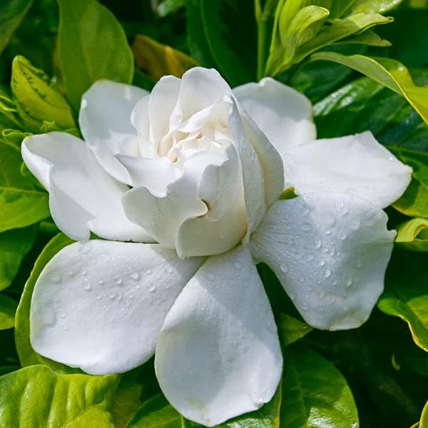 White Gardenia Flower