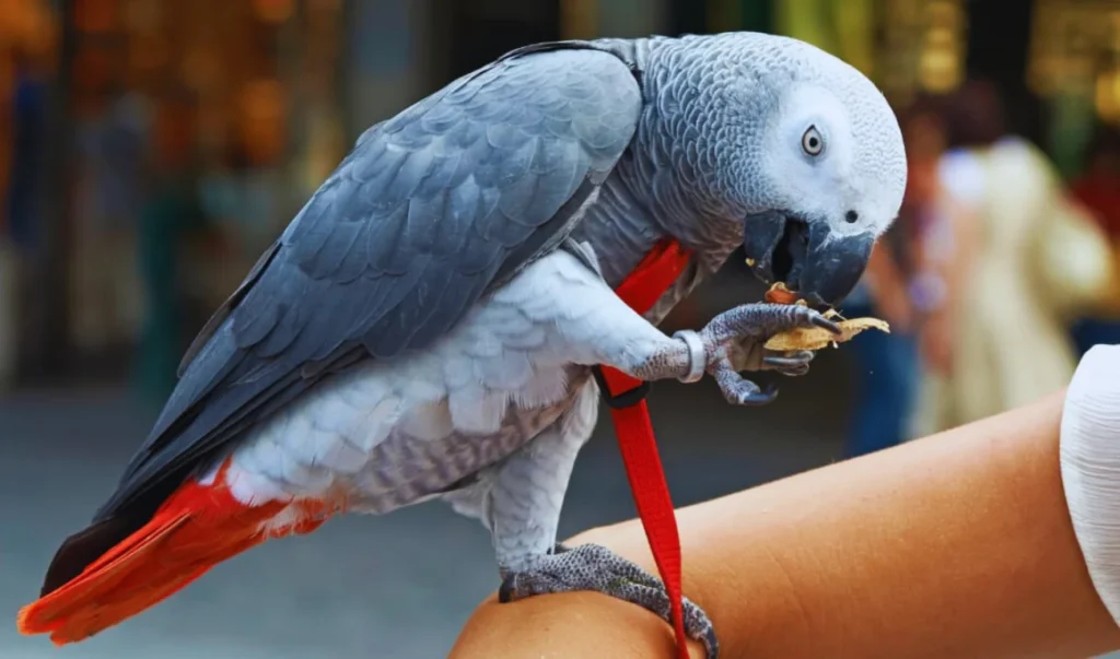 African Grey Parrot