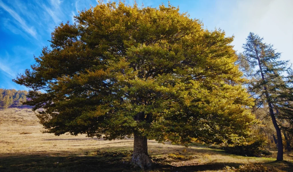 a large tree in the middle of a grassy field