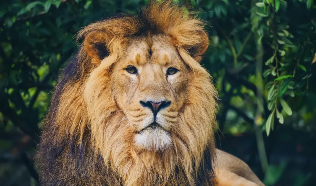 a lion is sitting in the grass and looking at the camera