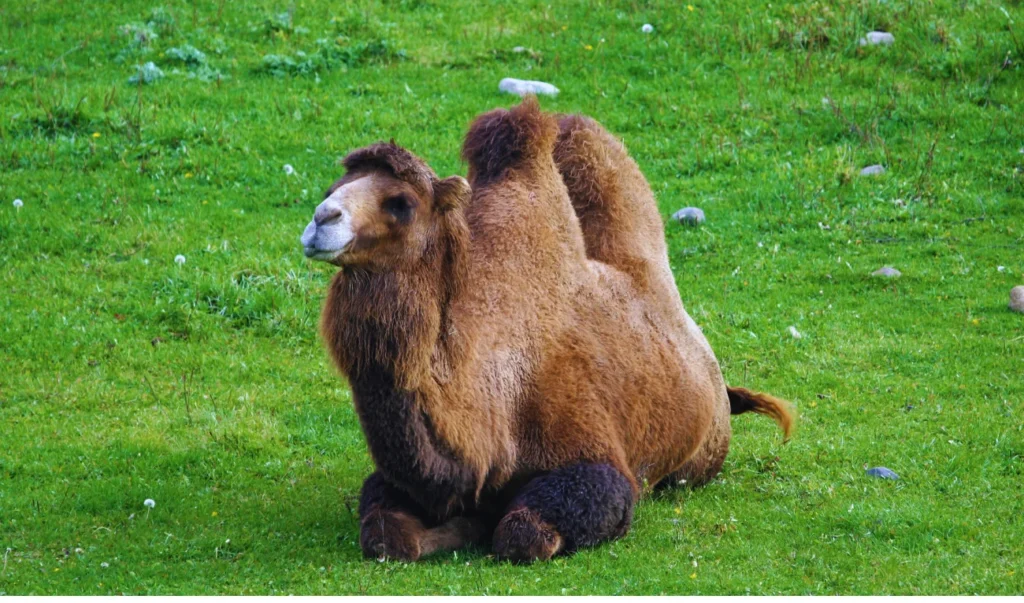 a camel sitting in the grass on a green field