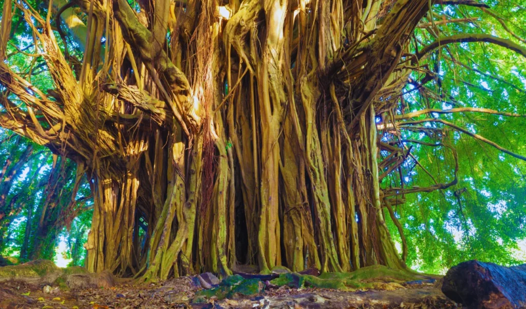 a large banyan tree in the middle of a forest