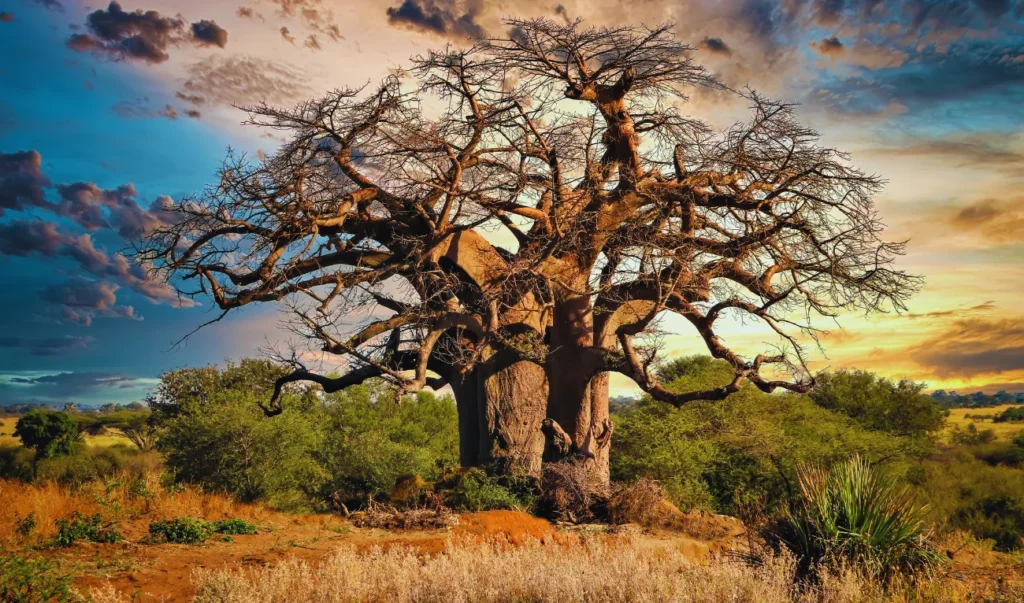 an old baobab tree stands in the middle of a field