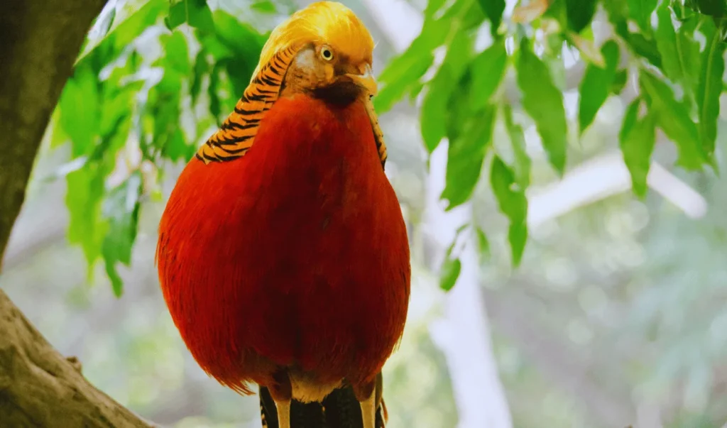 red plumage against a backdrop of dense forest