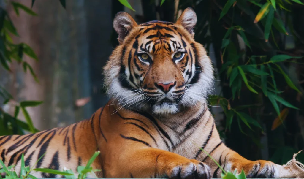 Beautiful Animals of Asia - Bengal Tiger