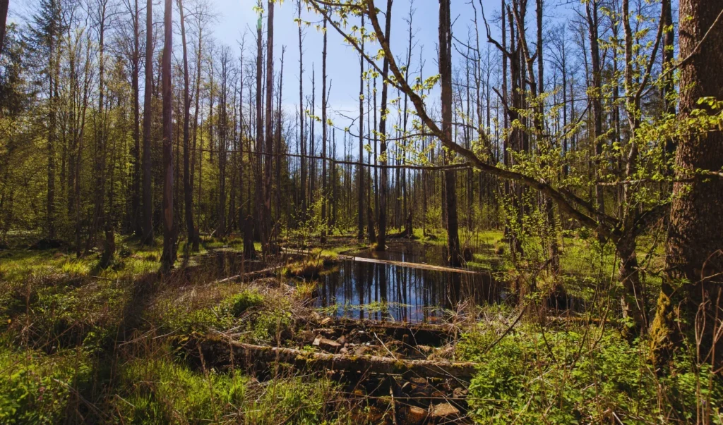 a swamp in the forest with trees and grass