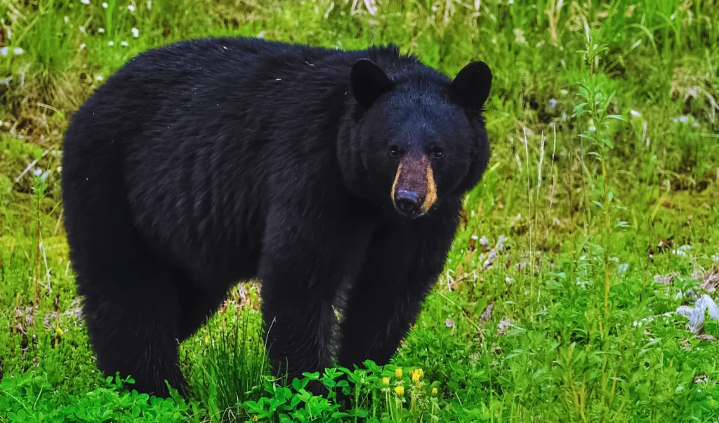 a bear is standing in a grassy field