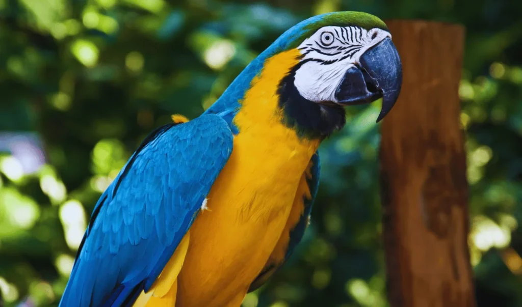 Blue-and-Yellow Macaw