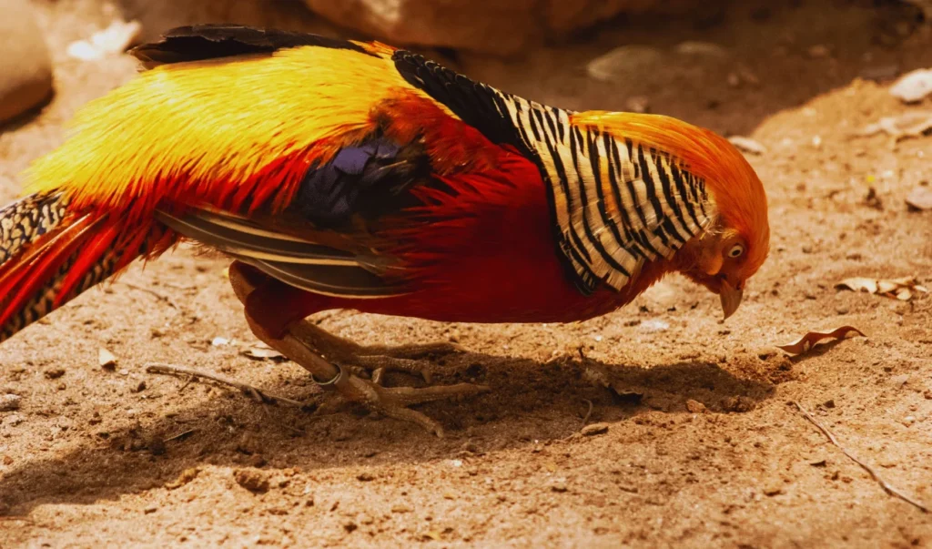 Pheasant during breeding season