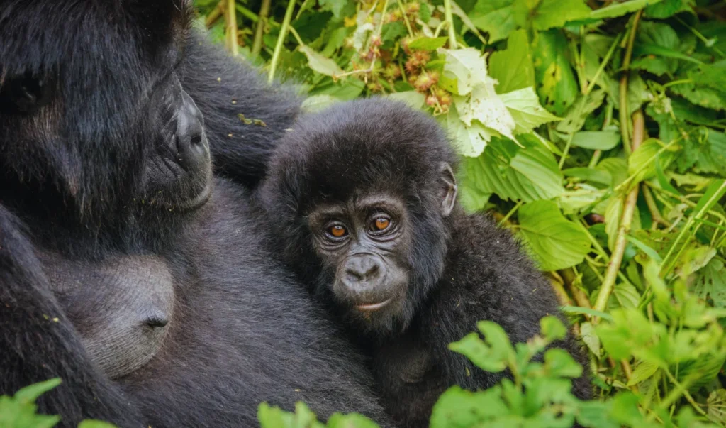 a mountain gorilla and her baby in the wild