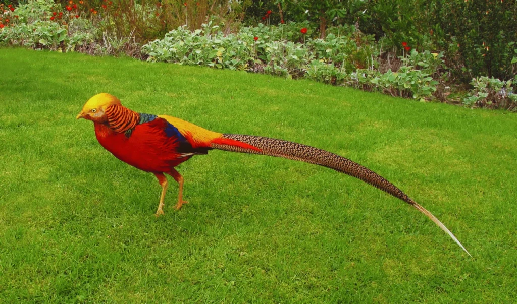 Some pheasant species are of least concern and thrive in the wild