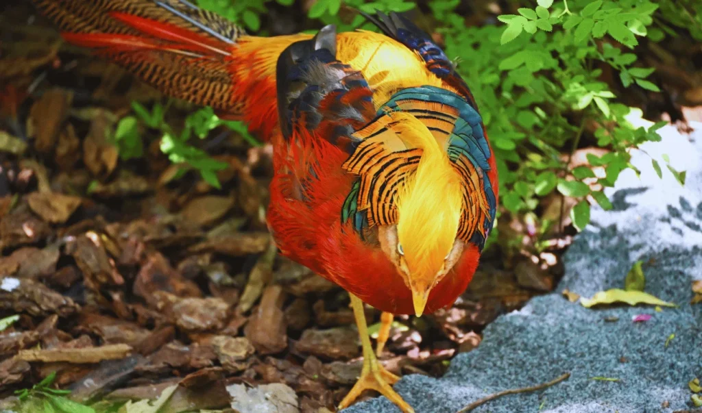 ground scratching to find food