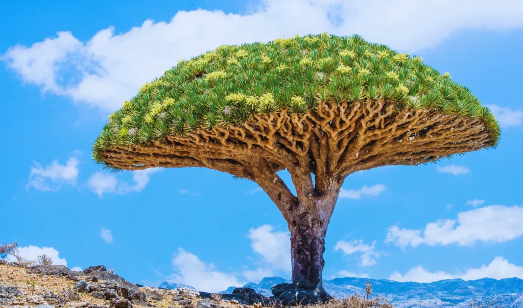 a dragon blood tree in the middle of the desert