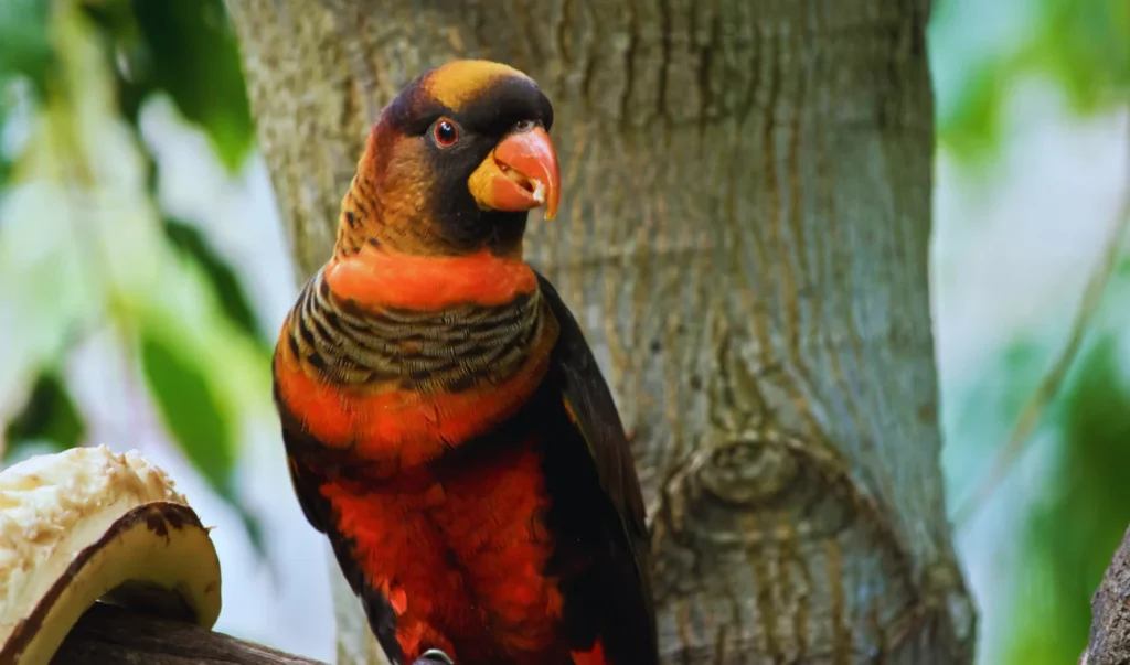 Dusky Lories parrot