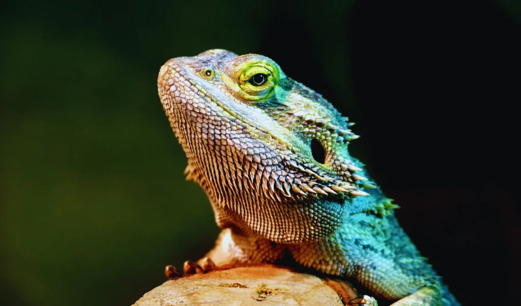 a close up of a lizard with green eyes