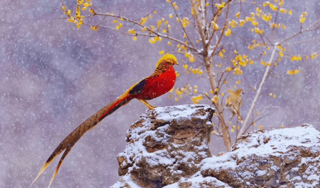 Golden Pheasant with golden crest and red feathers.
Beautiful Birds