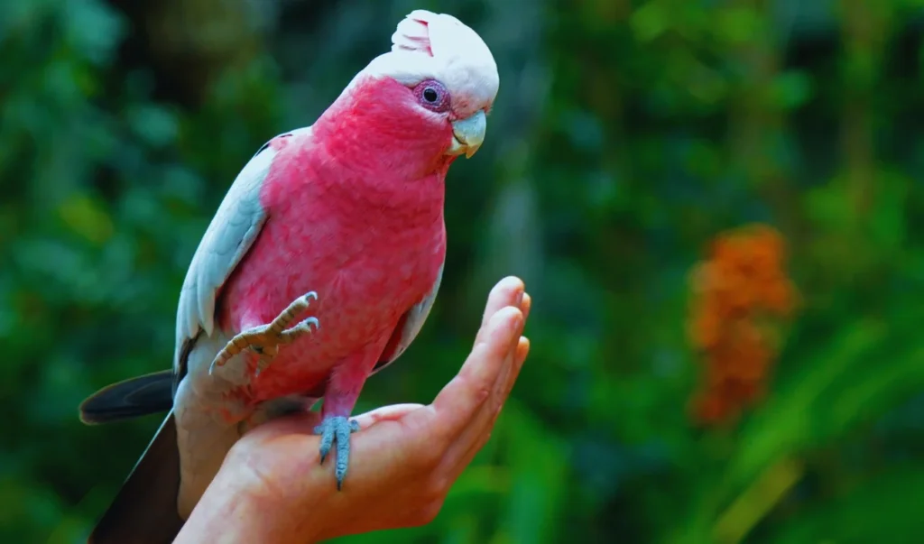 Galahs or pink cockatoos are