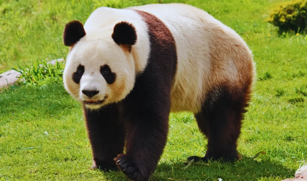 a panda bear walking across a grassy field