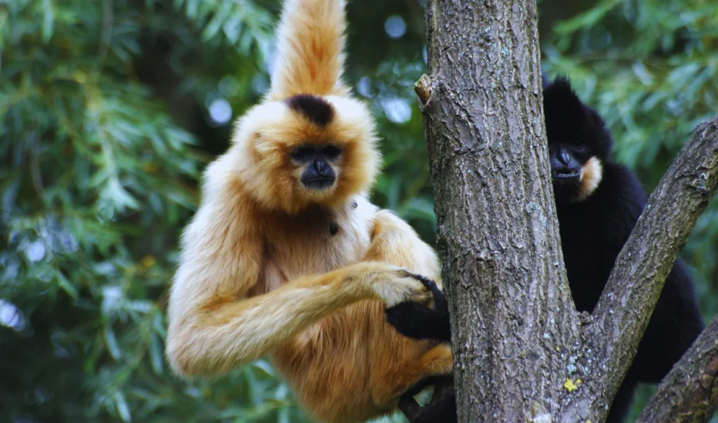 animals of asia: two Gibbons are hanging from a tree branch