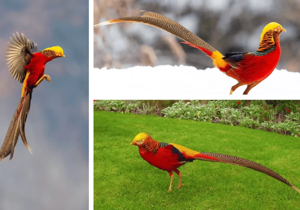 Golden Pheasant: Know Everything about this stunning visual delight