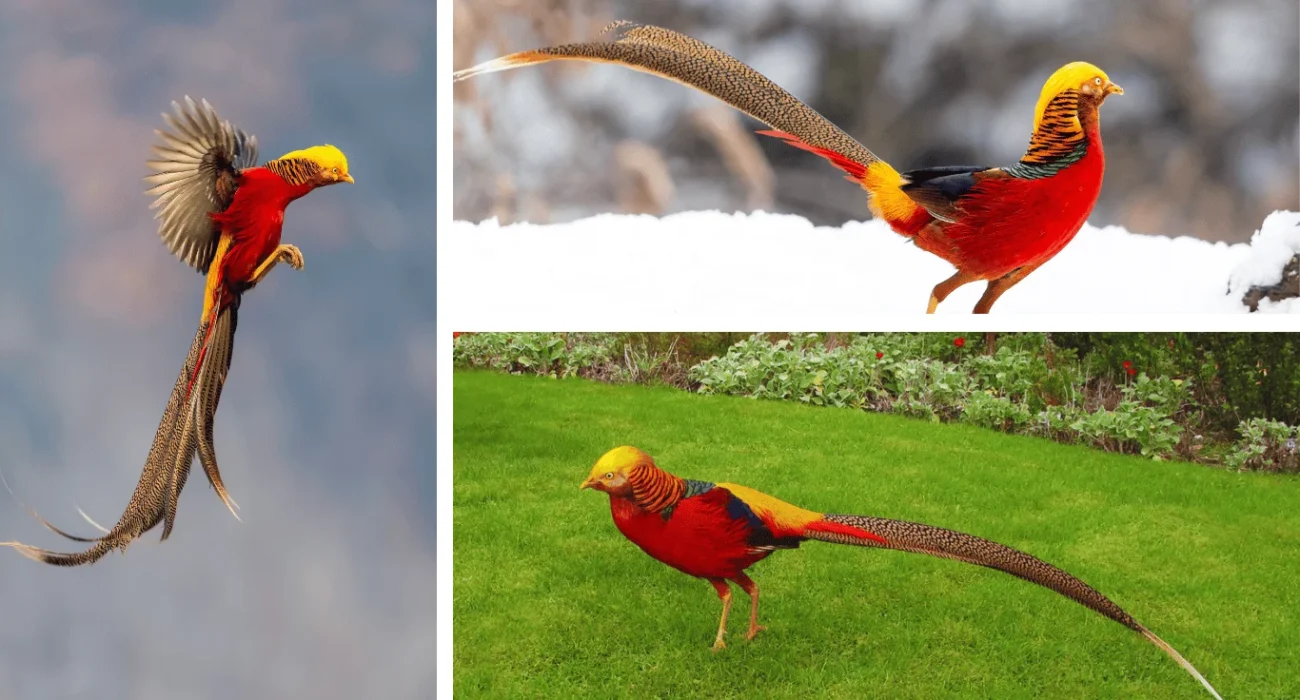 Golden Pheasant: Know Everything about this stunning visual delight